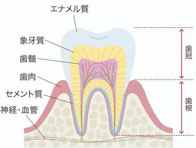 なぜ歯の神経は残した方が良いの?神経を抜くデメリットについて - 橋本歯科医院|新宿(大久保駅)の歯医者なら、専門医による顎関節症の治療で評判 ...
